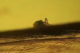 Detailed Fossil Termite (Isoptera) In Baltic Amber #109464-2